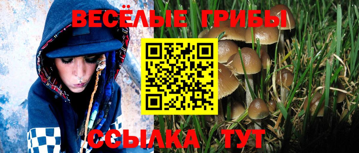 Псилоцибиновые грибы Psilocybe Коряжма